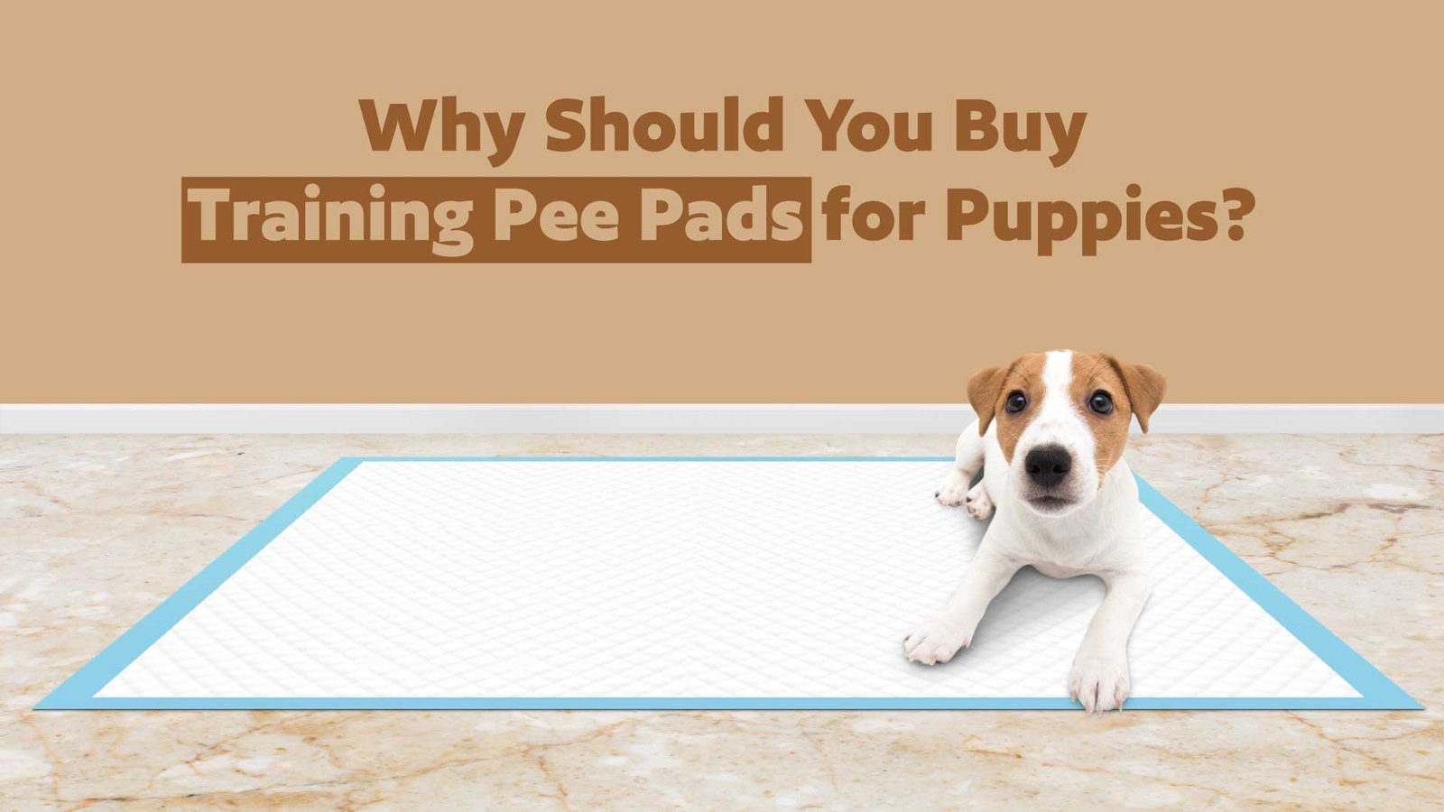 Why Should You Buy Training Pee Pads for Puppies?